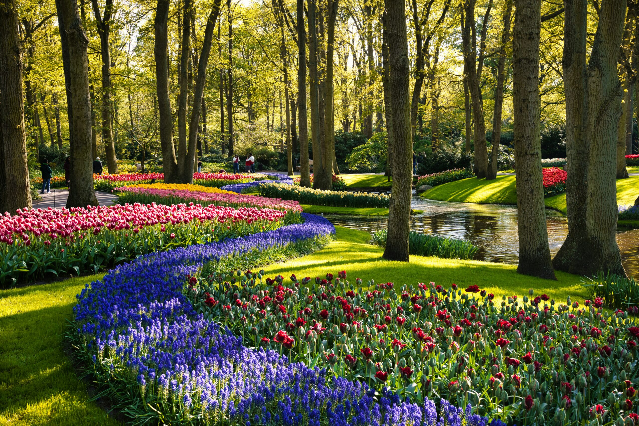 Best Plants for UAE Gardens