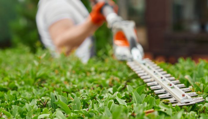 Close up of strong man shaping overgrown bushes with electric hedge trimmer during summer time. Gardening and landscaping process.