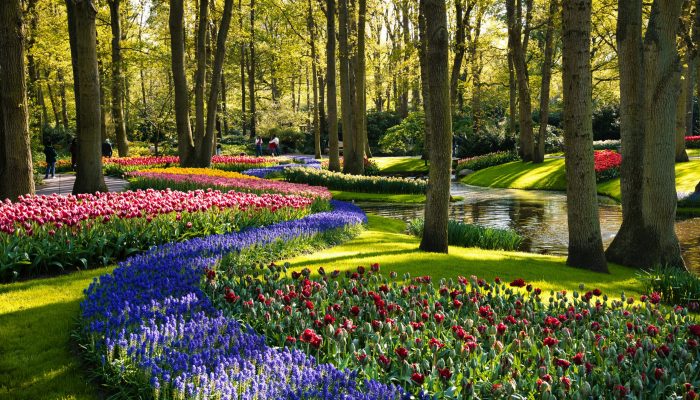 Best Plants for UAE Gardens